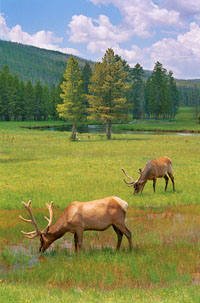 Yellowstone elk 16